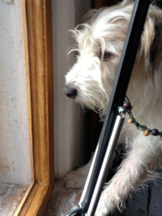 Foto vom Hund am Fenster am 12.11.2012, also Linde Nr. 105 gefällt wird. Hund schaut aus em Fenster in derEisenbahnstraße