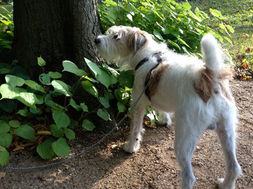 Kleiner Hund - Parson Russell Terrier an einem Stamm einer Linde stehend