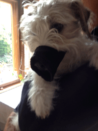 Parson Russell Terrier mit Maulkorb