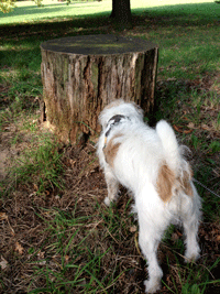 Terrier schnüffelt an Baumstumpf einer Linde