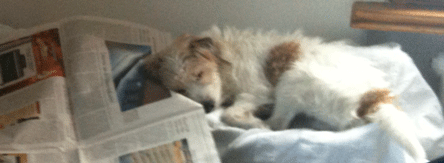 Hund schläft