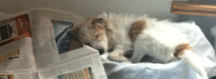 Hund schläft Hund schläft
