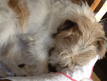 Hund im Körbchen schlafend Terrier schläft
