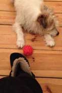 Foto von kleinem Hund mit rotem Ball - liegend im Büro