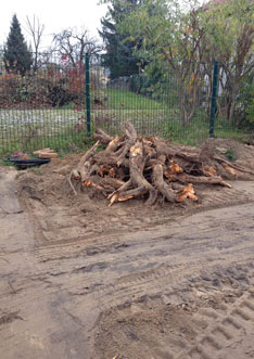 Foto von Wurzeln auf der Straße ist zu sehen - heute.