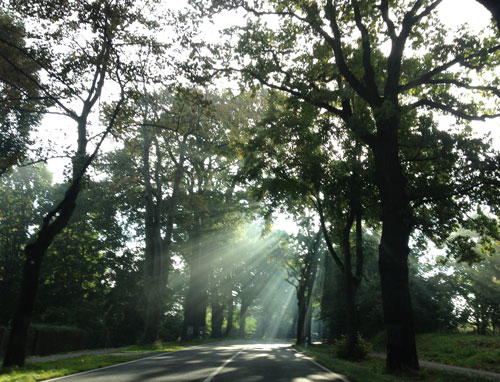 Foto von einer Straße mit großen Eichen und Sonnenstrahlen ist zu sehen.