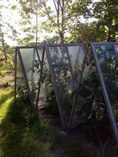 Foto von Glaselementen, darunter stehen Tomatenpflanzen.