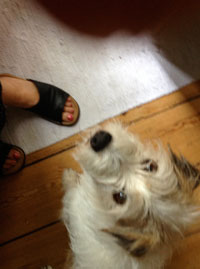 Hund schaut hoch Foto von einem Hund, der hochschaut, ist zu sehen.
