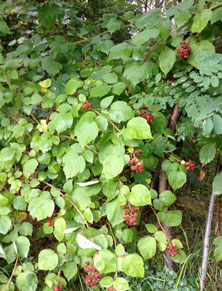 am Zaun im Garten Foto von einer Weinbeere am Zaun ist zu sehen.