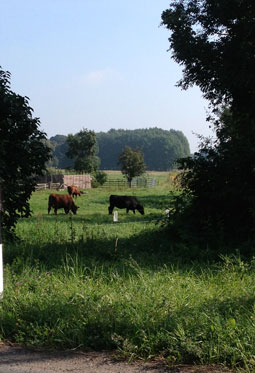 Foto von Landschaft mit Kühen ist zu sehen.