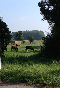 Blick auf Kühe in Landschaft heute Foto von Landschaft mit Kühen ist zu sehen.