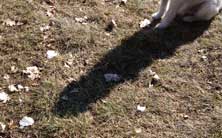sitzender Hund und sein Schatten auf dem Rasen sind zu sehen