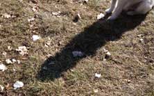 Hundeschatten sitzender Hund und sein Schatten auf dem Rasen sind zu sehen