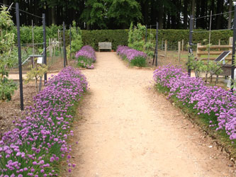 Schnittlauch 6/2013 gesehen Foto von einem Weg mit Schnittlauch - Foto 6/2013.