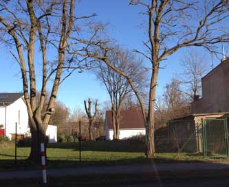 Blick in einen Garten mit extrem beschnittenen Baum, an der Schranke stehend