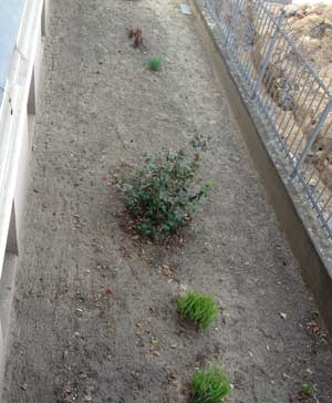 Vorgarten - geschuffelt Foto von einem Vorgarten, der geschuffelt ist.