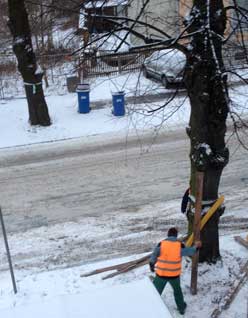 Foto von Linde, wo ein Baumschutz von zwei Männern installiert wird