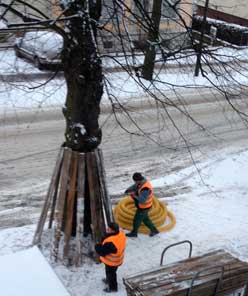 Foto von Linde, wo ein Baumschutz von zwei Männern installiert wird