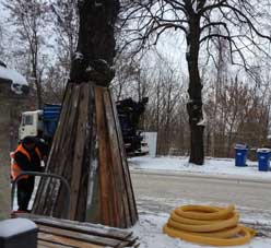 Foto von Linde, wo ein Baumschutz von zwei Männern installiert wird