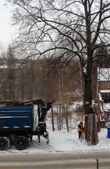 Foto von Linde, wo ein Baumschutz von zwei Männern installiert wird