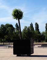 kleienr Baum in einem Bottich in Potsdam heute Foto von einem Bottich mit Baum ist zu sehen