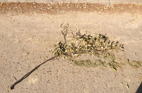 Foto von einem abgestorbenen Lindenzweig auf der Straße - heute.