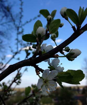 Foto von einer Blüte an Obstbaum