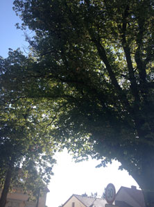 Blick auf Linden und Himmel Foto: Blick auf zwei Linden ist zu sehen - Foto.