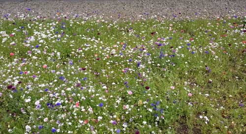 Blumen in Wiese in Berlin - Reinhardtstraße - heute fotografiert.