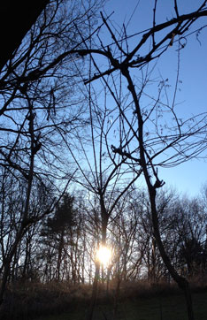 Sonne hinter Bäumen heute Foto von Sonne hinter Bäumen ist zu sehen - heute.