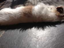 Sonne! Foto von einem kleinen Hund, der sich sonnt