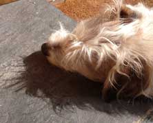Sonne! Foto von einem kleinen Hund, der sich sonnt