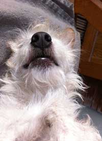 Sonne Foto von einem Hund in der Sonne