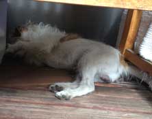 Foto von einem kleinen Hund unter einer Bank liegend - heute