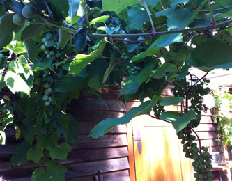 aktuelles Foto von den Weintrauben im Garten ist zu sehen.