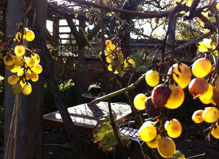 Foto von Weintrauben im Garten.