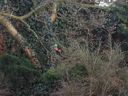 Specht Foto von einem Specht an einer kleinen Futterkugel hängend im Garten ist zu sehen