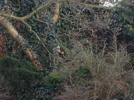 Foto von einem Specht an einer kleinen  Futterkugel hängend im Garten ist zu sehen