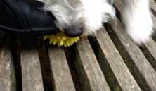 Foto von einer Hundeschnauze und Ball title=