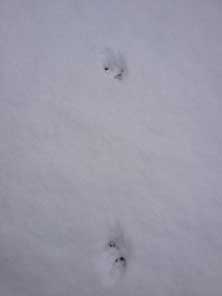 Spuren im Schnee Foto von Spuren im Schnee