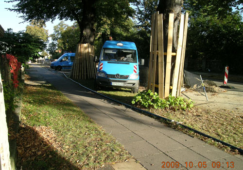 Blick auf alte Linden 2009, die durch schwere Fahrzeuge geschädigt werden.