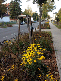 Blick auf den abgesägten Baumstumpf einer der jungen Linden, die nachgepflanzt wurden im ersten Bauabschnitt, der 2009 beendet war