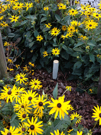 Blick auf den abgsägten Baumstumpf einer der jungen Linden, die nachgepflanzt wurden im ersten Bauabschnitt, der 2009 beendet war