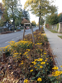 Blick auf den abgsägten Baumstumpf einer der jungen Linden, die nachgepflanzt wurden im ersten Bauabschnitt, der 2009 beendet war