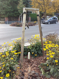 Blick auf den abgsägten Baumstumpf einer der jungen Linden, die nachgepflanzt wurden im ersten Bauabschnitt, der 2009 beendet war