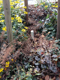 Blick auf den abgsägten Baumstumpf einer der jungen Linden, die nachgepflanzt wurden im ersten Bauabschnitt, der 2009 beendet war