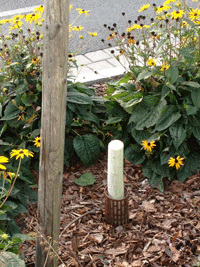 Blick auf den abgsäten Baumstumpf einer der jungen Linden, die nachgepflanzt wurden im ersten Bauabschnitt, der 2009 beendet war