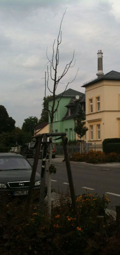 junger, abgestorbener Baum