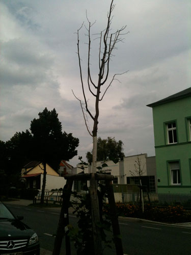 junger, abgestorbener Baum