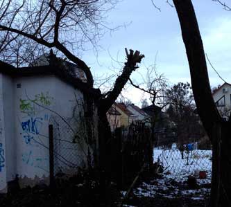 Foto von einem stark zurückgeschnittenen Baum